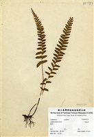 藏品(陵齒蕨)的圖片